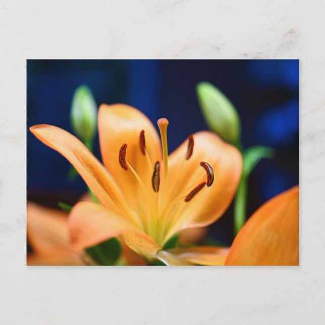 Orange Lilly Flower Blommar Vykort (Framsida)