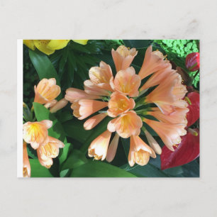 Orange Lilly Vykort