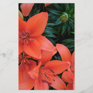 Orange Lily