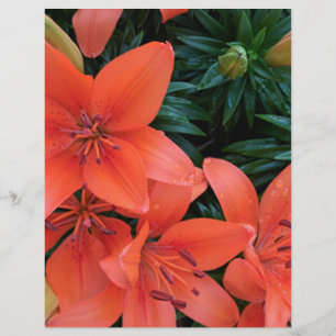 Orange Lily