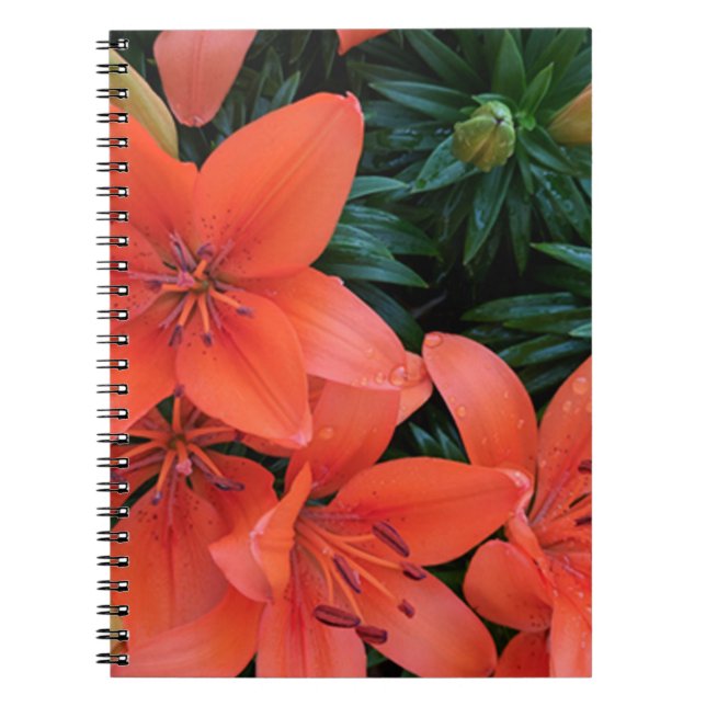 Orange Lily Anteckningsbok Med Spiral (Framsidan)
