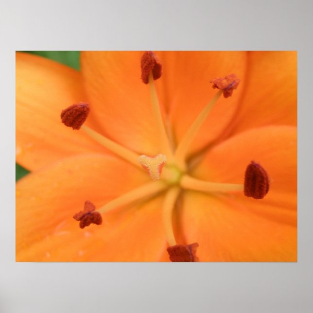Orange Lily Blommigt Print Poster (Framsidan)