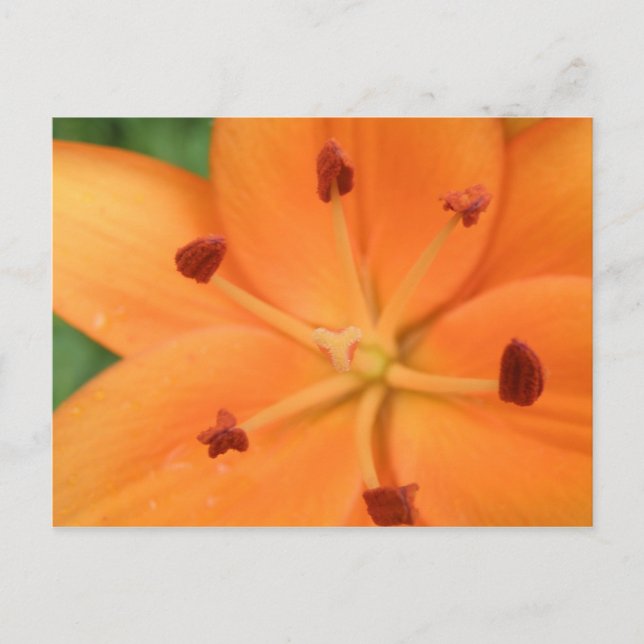 Orange Lily Blommigt vykort (Framsida)