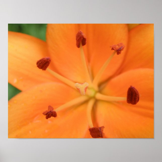 Orange Lily Blommönster Poster (Framsidan)
