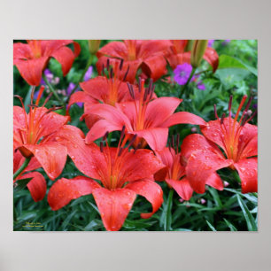 Orange Lily Blomsterträdgård Poster