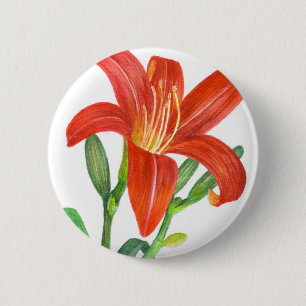 Orange Lily Botanical Illustration Knapp