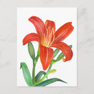 Orange Lily Botanical Illustration Vykort