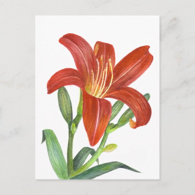 Orange Lily Botanical Illustration Vykort (Framsida)