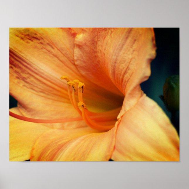 Orange Lily Flower Close Up Poster (Framsidan)