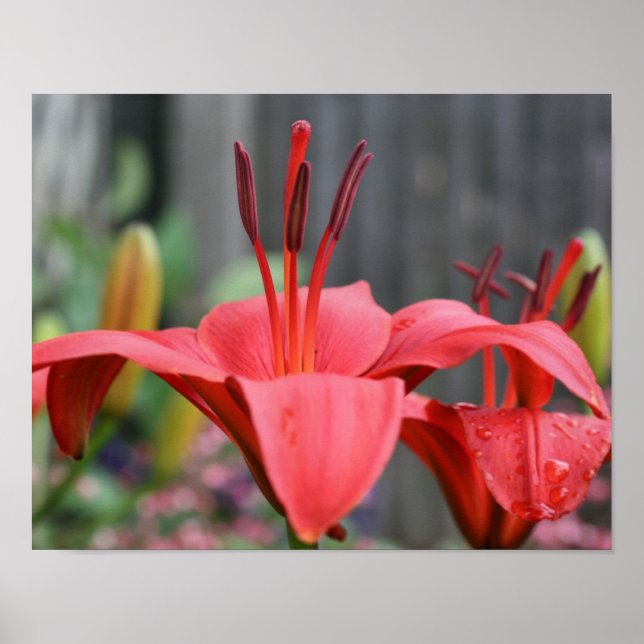 Orange Lily Flower Close Up Poster (Framsidan)