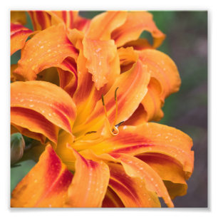 Orange Lily Flower Fototryck