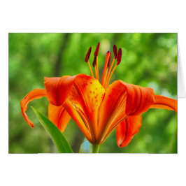 Orange Lily Flower Hälsningskort
