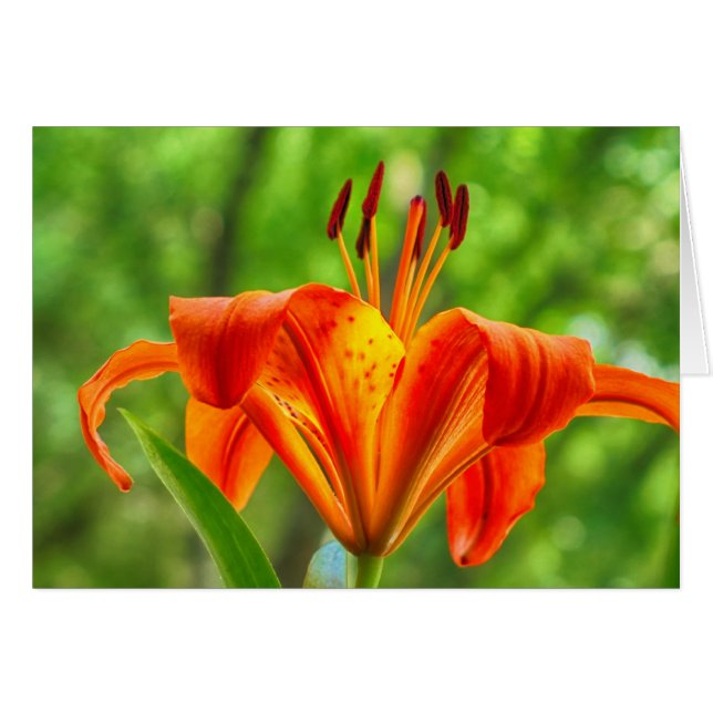 Orange Lily Flower Hälsningskort (Framsidan Horizontal)