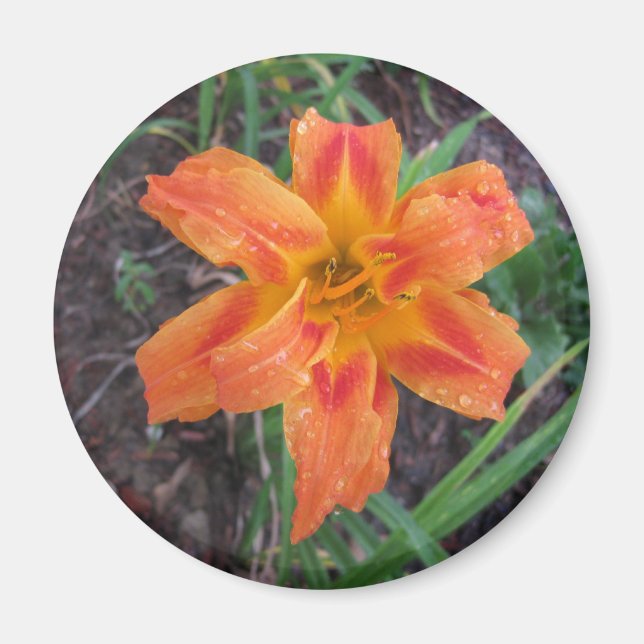 ORANGE LILY FLOWERED MAGNET (Framsidan)