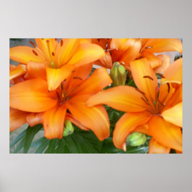 Orange Lily Flowers Poster (Framsidan)
