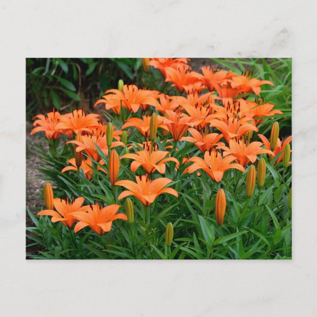 Orange Lily Flowers Vykort (Framsida)