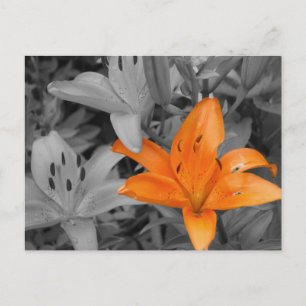 Orange Lily Handkolorerad Vykort