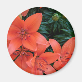 Orange Lily Magnet