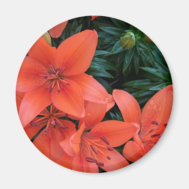 Orange Lily Magnet (Framsidan)