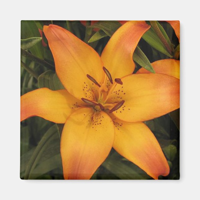 Orange Lily Magnet (Framsidan)