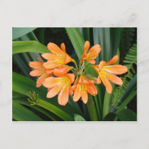 Orange Lily med Många Blooms Vykort
