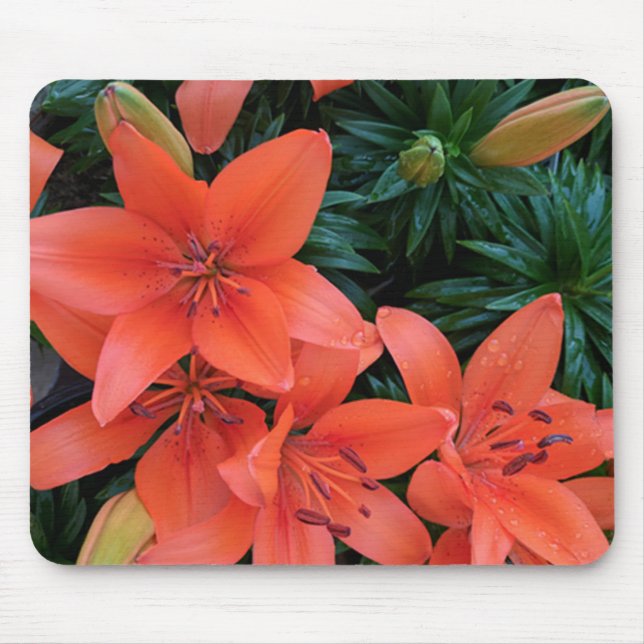 Orange Lily Musmatta (Framsidan)