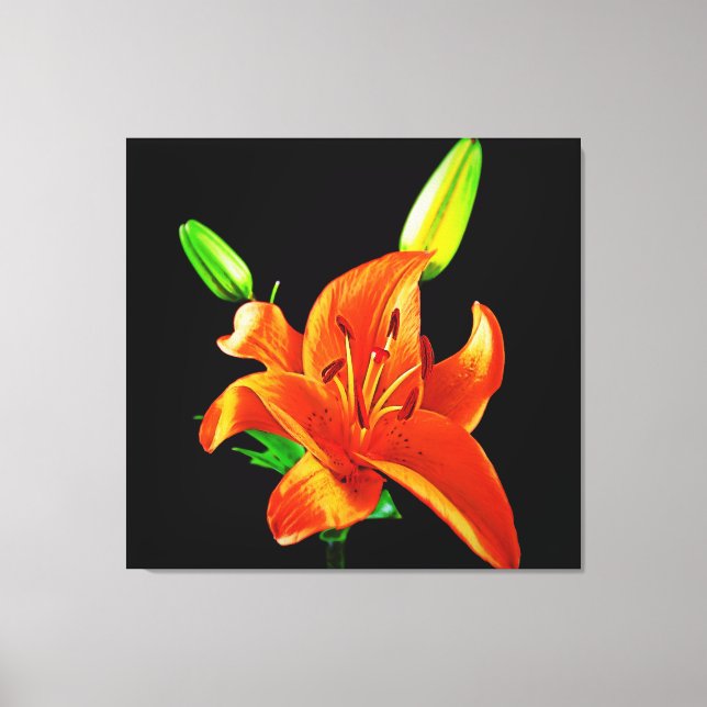 Orange Lily on Black Canvastryck (Framsida)