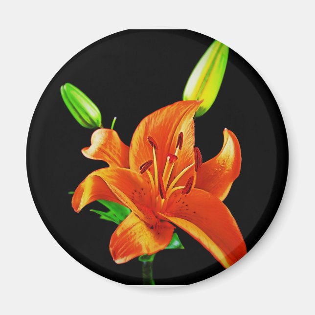Orange Lily on Black Magnet (Framsidan)