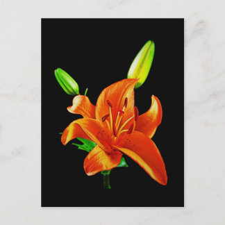 Orange Lily on Black Vykort