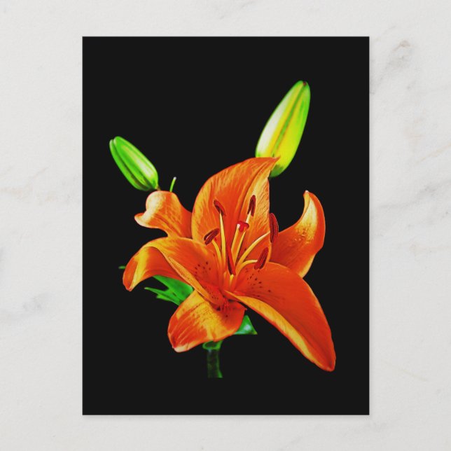 Orange Lily on Black Vykort (Framsida)