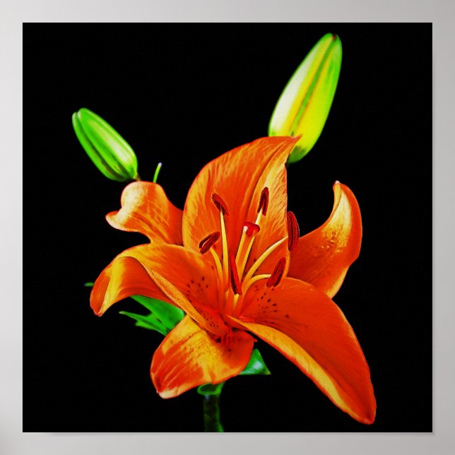 Orange Lily På Svart Poster (Framsidan)