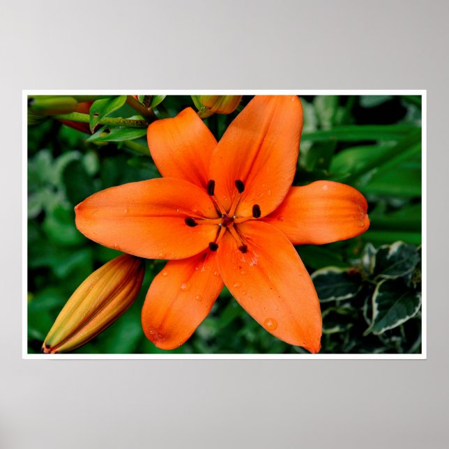 Orange Lily Poster (Framsidan)