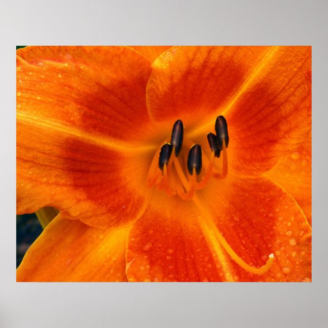 Orange Lily Poster (Framsidan)