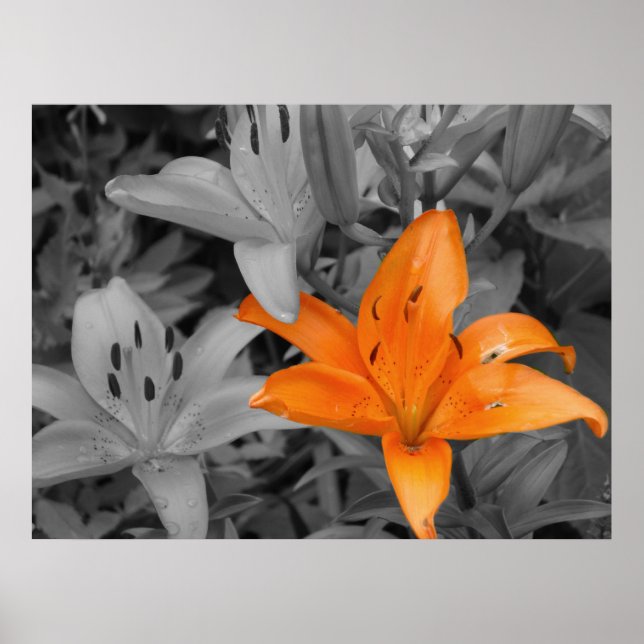Orange Lily Poster (Framsidan)