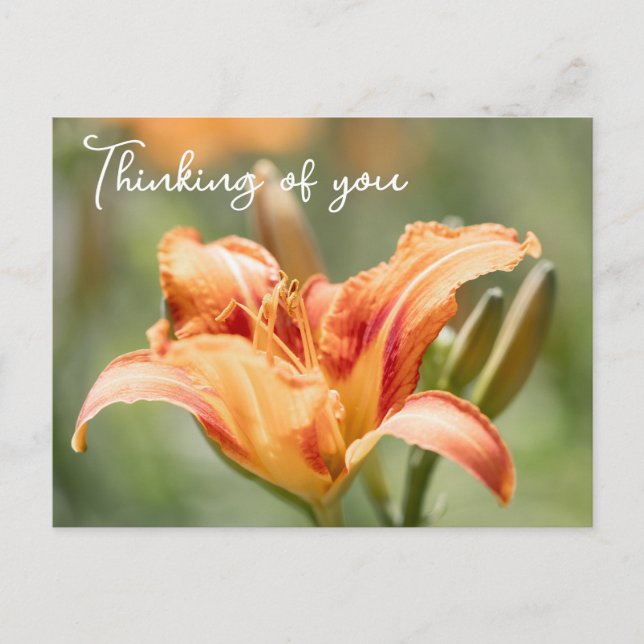 Orange Lily tänker på dig Vykort (Framsida)