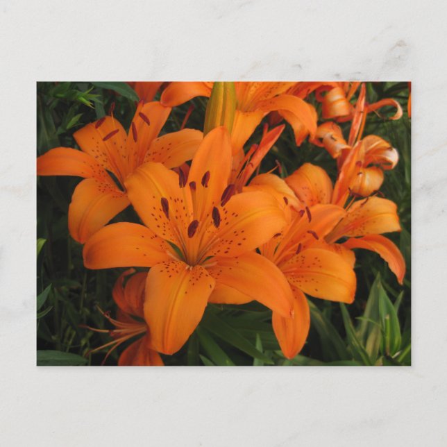 Orange Lily-vykort Vykort (Framsida)