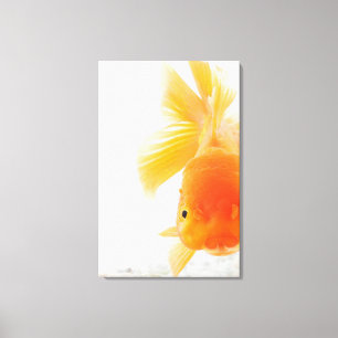 Orange lionheadguldfisk (Carassiusauratusen) Canvastryck