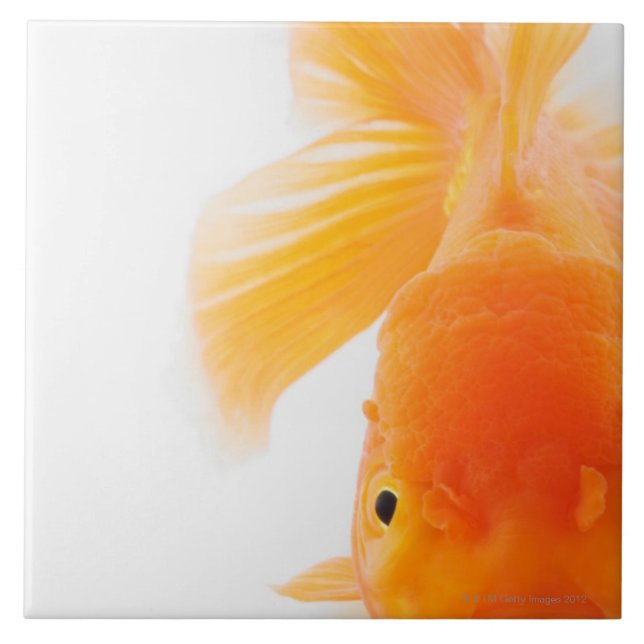 Orange lionheadguldfisk (Carassiusauratusen) Kakelplatta (Framsidan)