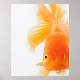 Orange lionheadguldfisk (Carassiusauratusen) Poster