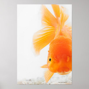Orange lionheadguldfisk (Carassiusauratusen) Poster