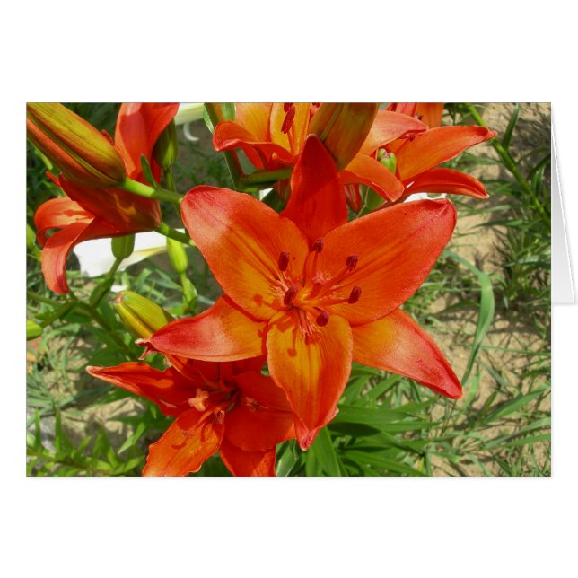 orange listat kort (Framsidan Horizontal)