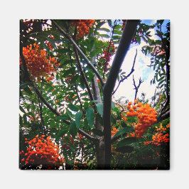 Orange Magnet