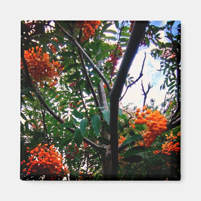 Orange Magnet (Framsidan)