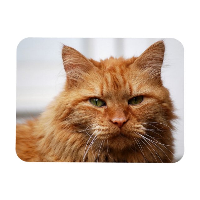 Orange Maine Coon Cat Flexible Photo Magnet (Horisontell)