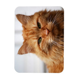 Orange Maine Coon Cat Flexible Photo Magnet