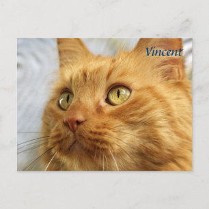 Orange maine Coon Cat-kort Vykort