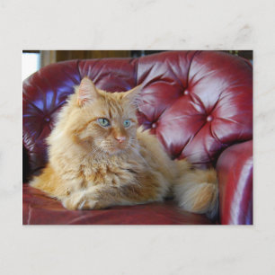 Orange Maine Coon Cat Postcard Vykort