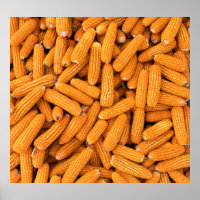 Orange Maj Cob: Harvest Agriculture Background