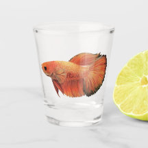 Orange manlig betta-illustration