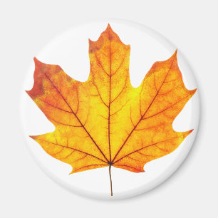 Orange maple löv magnet